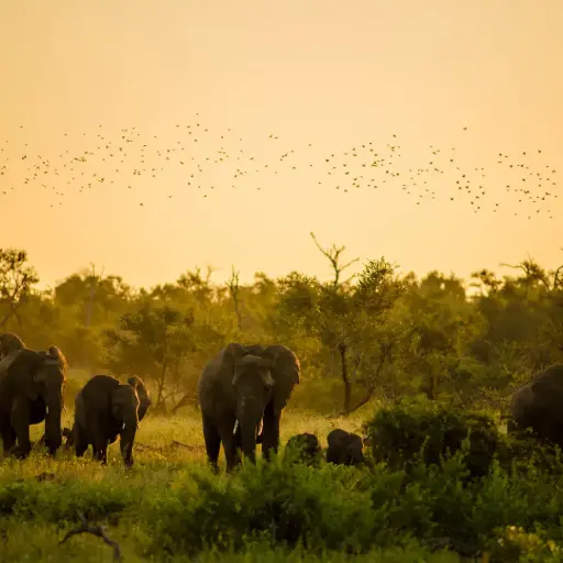 [catai Secretos del Sur de África] Secretos del Sur de África